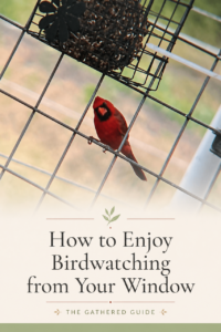 How to Enjoy Birdwatching from Your Window