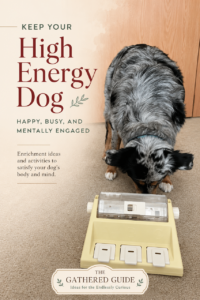 Keep Your High-Energy Dog Happy, Busy, and Mentally Engaged