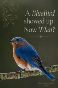 A Bluebird Showed Up — Now What?
